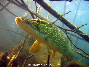 pike by Martin Ferak 